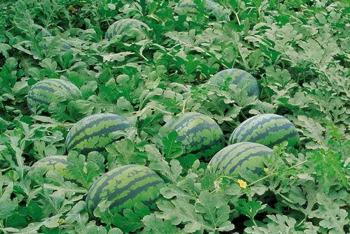 绿洲广场吃瓜后续,真相大白，众说纷纭